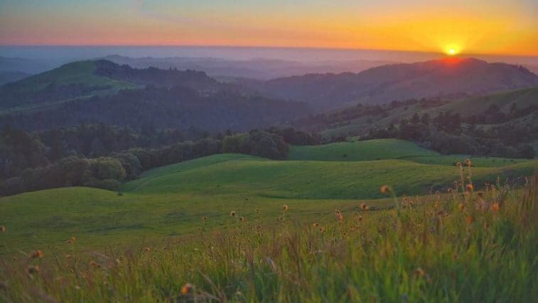 Frolic Through Wildflowers on These Bay Area Hikes